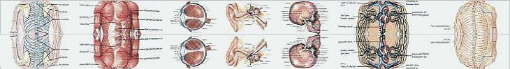 Anatomy Images