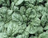 spinach - vegetable-source of iron