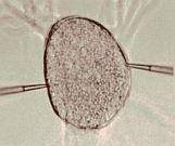 Intracellular Calcium Measurement with microelectrodes