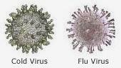 Image of cold virus and flu virus